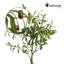 Olive artificiel 33 po