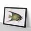 Angel Fish by Mark Catesby - Single Picture Frame Painting-55545178-55545179