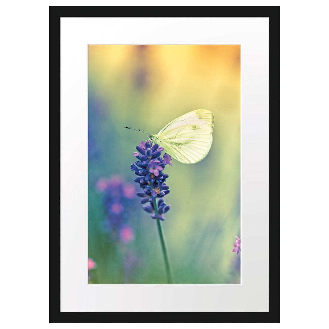 Gerahmtes Poster Schmetterling auf Lavendel