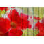 "belle en rouge" par irena orlov, reproduction d’art sur toile tendue-16029539