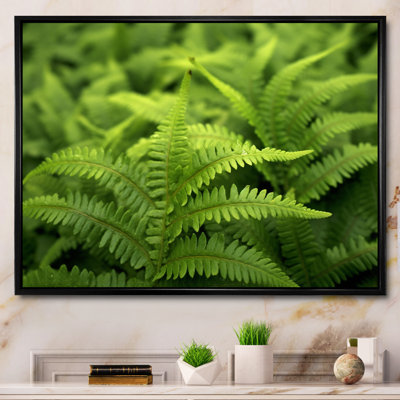 " Green Fern Scenery II "