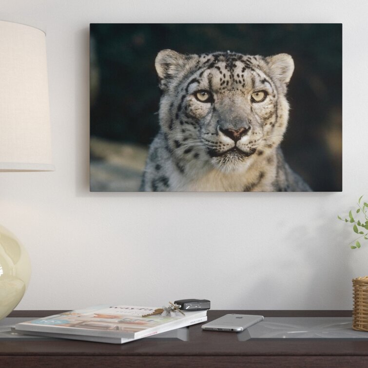 Bless international Woodland Park Zoo Snow Leopard - Photograph Print ...