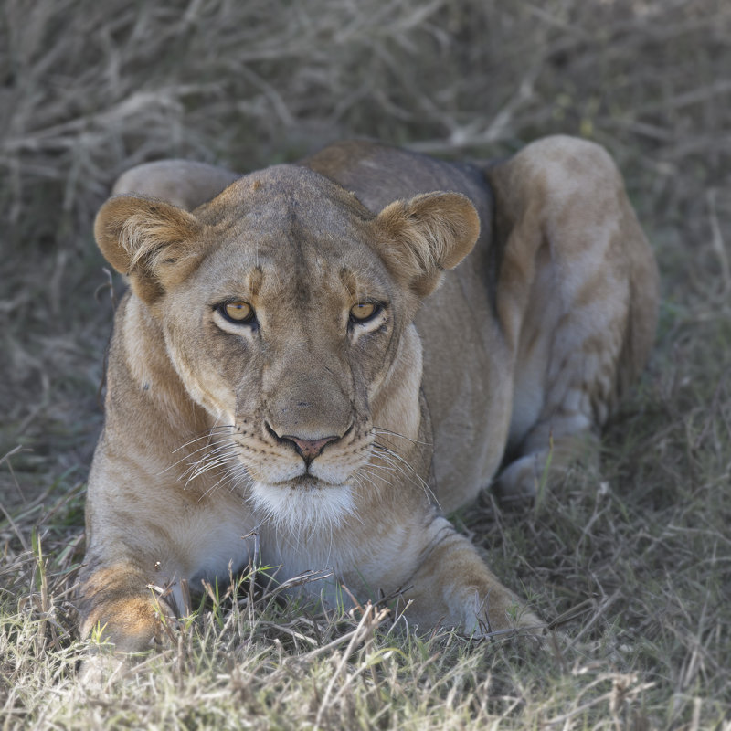 Lioness by Scott Bennion - Wrapped Canvas Print, 91cm H x 91cm W