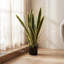77 cm H Faux Snake Plant in Cement Freestanding  Planter