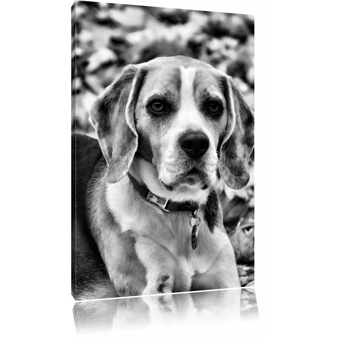 Leinwandbild Kleiner Beagle im Laub in Monochrom