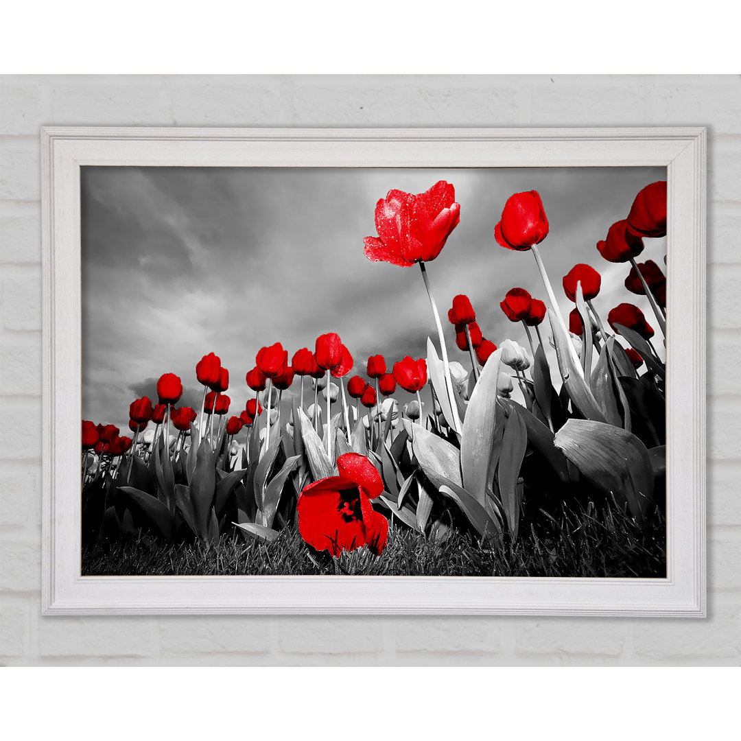 Roter Tulpenhimmel B N W - Druck