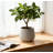 Dorch 11" Large Round Modern Planter With Drainage Holes, Magnesium Oxide And Cement Texture