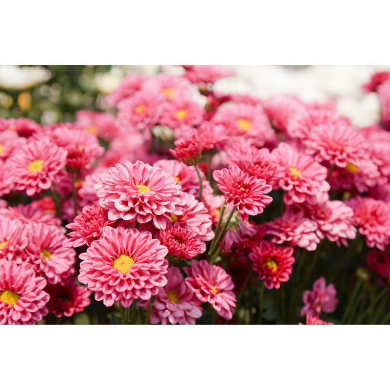 «Pink Chrysanthemum Flowers» - photographie sur toile tendue, L 12 po x H 8 po