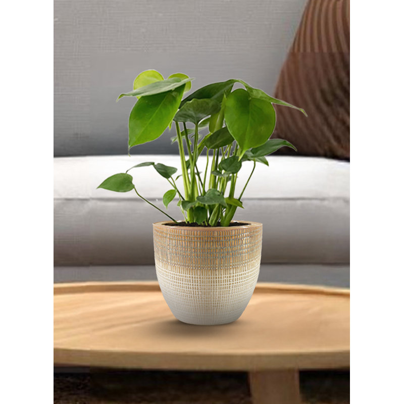 Cache pot en céramique émaillée Ebern Designs