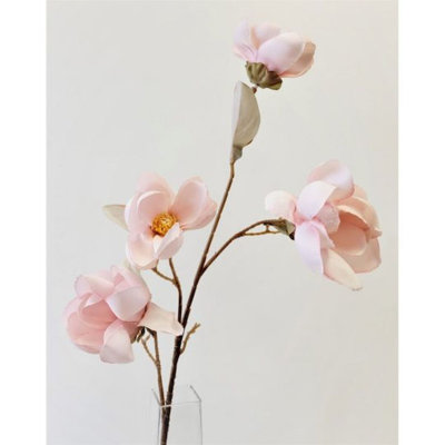 Magnolia
