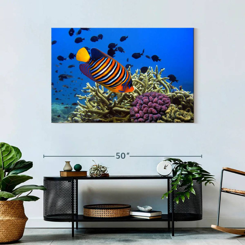 Brampt Royal Angelfish, 30" H x 45" W