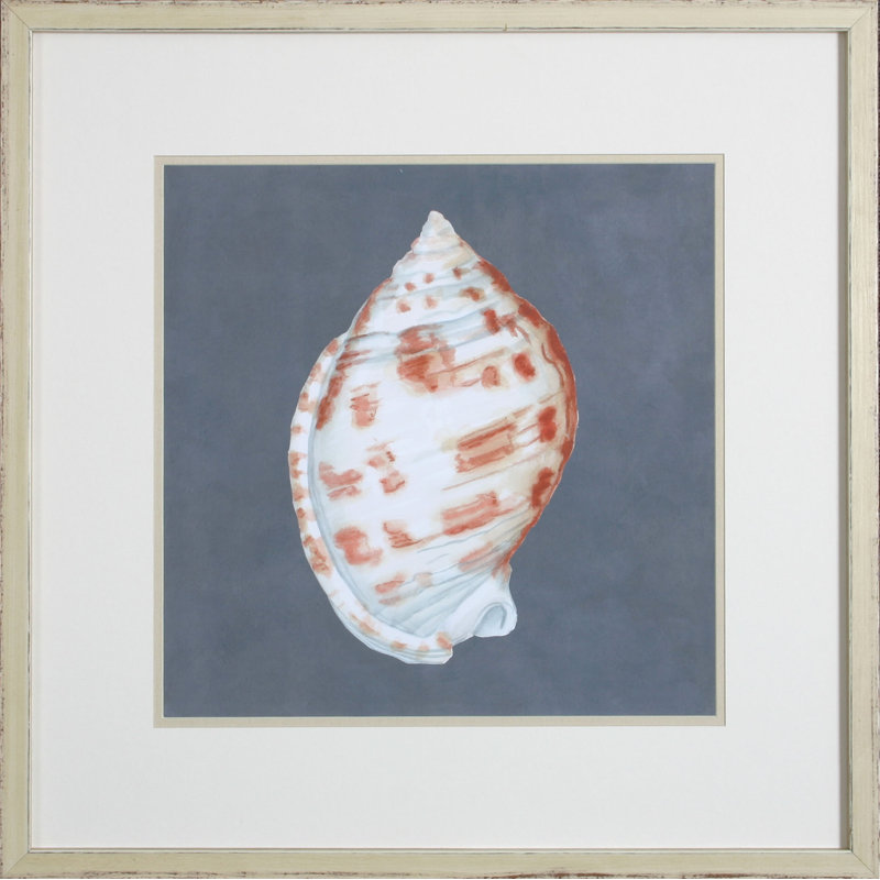 Shell On Slate I Print by Meagher