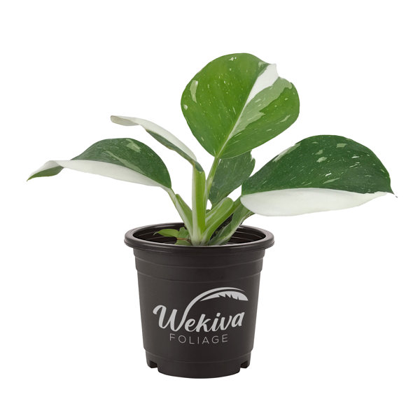 Variegated Albo Pothos - Live Plant in A 4 inch Pot - Epipremnum Pinnatum Variegata - Extremely Rare Wekiva Foliage LLC