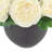 Ranunculus Arranged in Fiberstone Pot