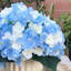 Agencements de fleurs artificiels et hortensiass en vase-402025222