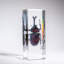 Genuine Single Rhinoceros Beetle In Lucite