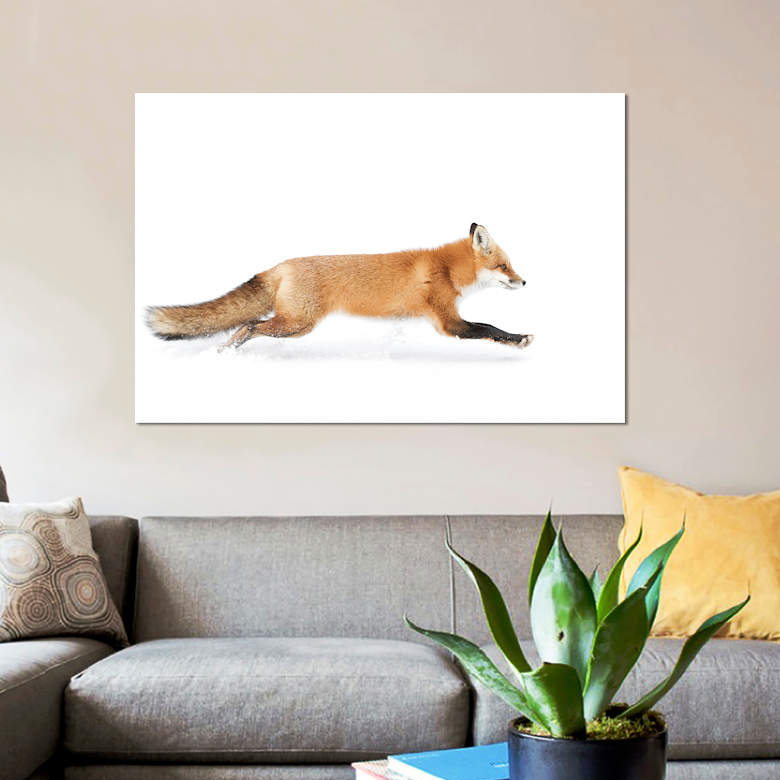 «Red Fox on the Run - Algonquin Park», impression sur toile, H 26 po x l 40 po x P 1,5 po, Toile tendue, Pas de tapis