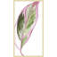 Blushing Trio 1 Painting-1853819508