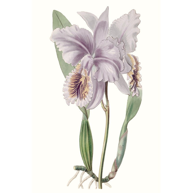 Lavender Beauties II by Edwards - Painting Print, 46cm H x 30cm W, Wrapped Canvas