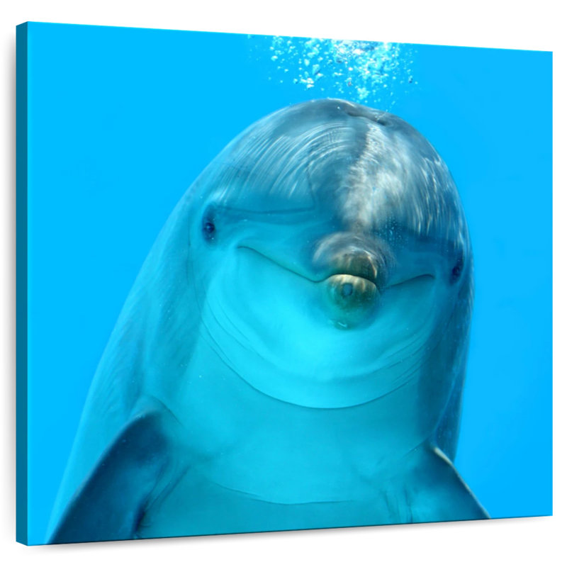 Brampt Dolphin Encounter, 39" H x 39" W