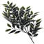 Arbre panaché Smilax Pottershill en pot