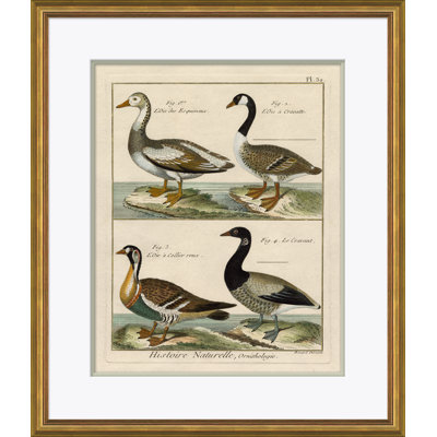 «18ème siècle Parakeet Engravings» - Impression de cadre photo sur papier