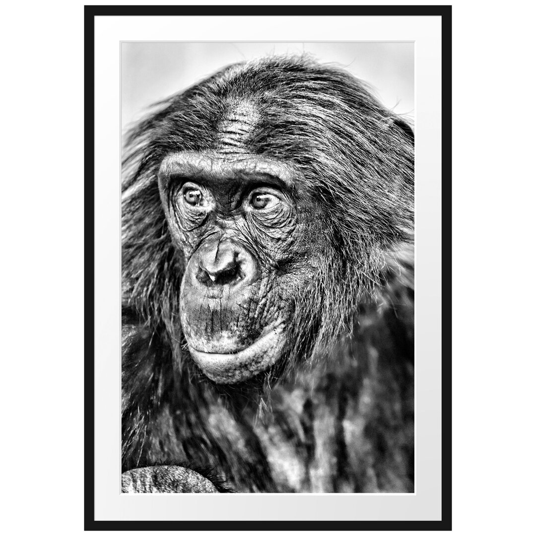 Gerahmtes Poster Scheuer junger Gorilla