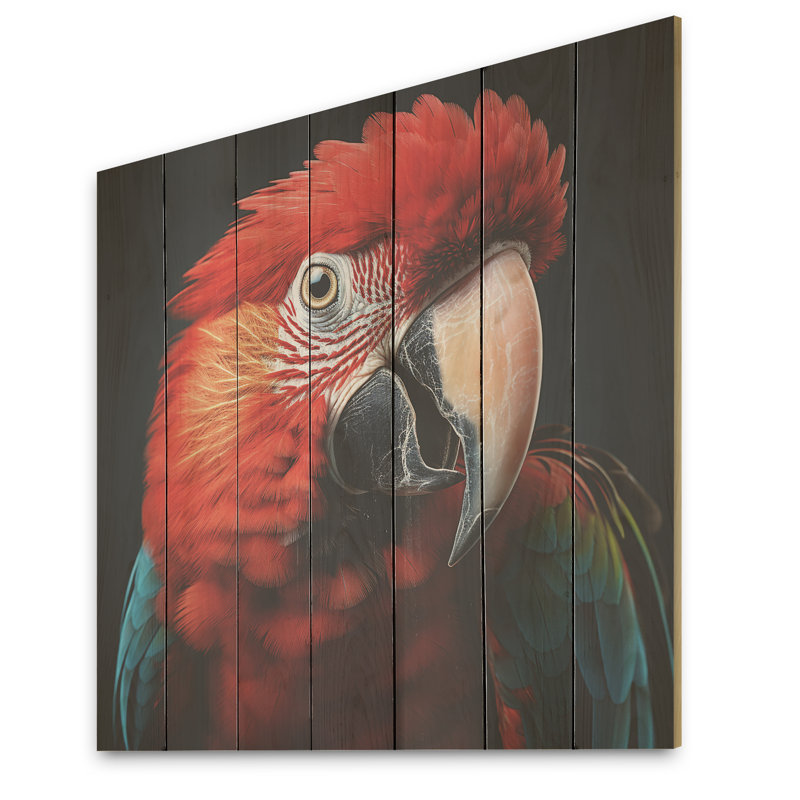 Photo de portrait d'un perroquet rouge - perroquet sur bois, H 36 po x l 36 po