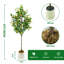 180cm Plant