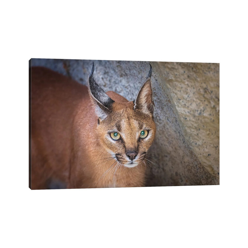 Caracal Portrait by Jeffrey C. Sink - Wrapped Canvas Print, 101.6 cm H x 66.04 cm W x 1.91 cm D
