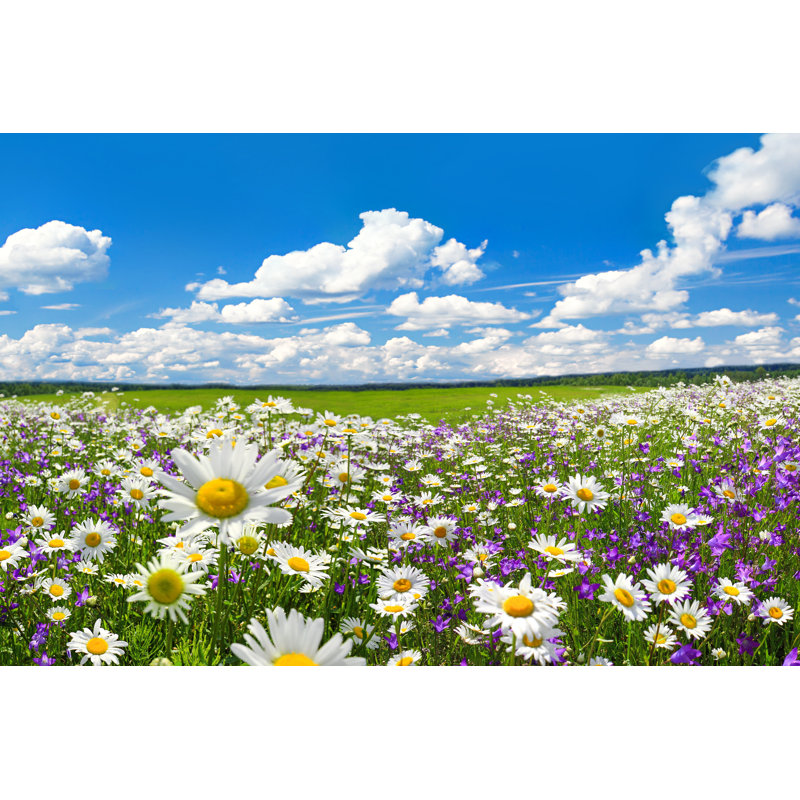 Spring Landscape With Flowering Flowers On Meadow by Yanikap - Wrapped Canvas Print, 30cm H x 46cm W x 3.8cm D