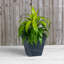 Pot à fleurs en pierre Alaunah-97461814-100665123