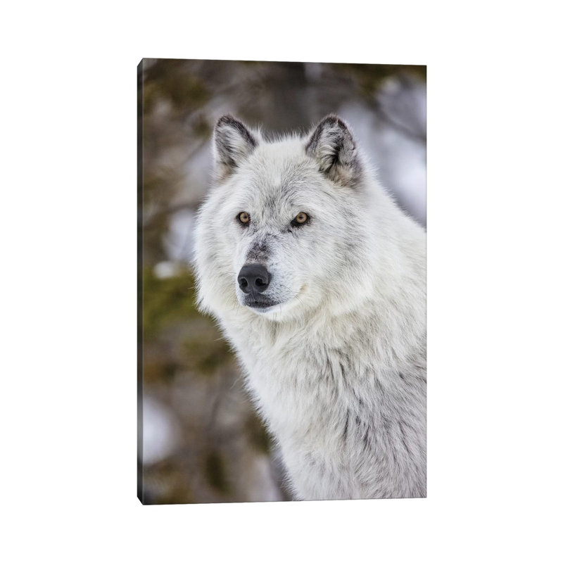 Captive Wolf Portrait At The Grizzly And Wolf Discovery Center In West Yellowstone, Montana by Chuck Haney - Wrapped Canvas Print