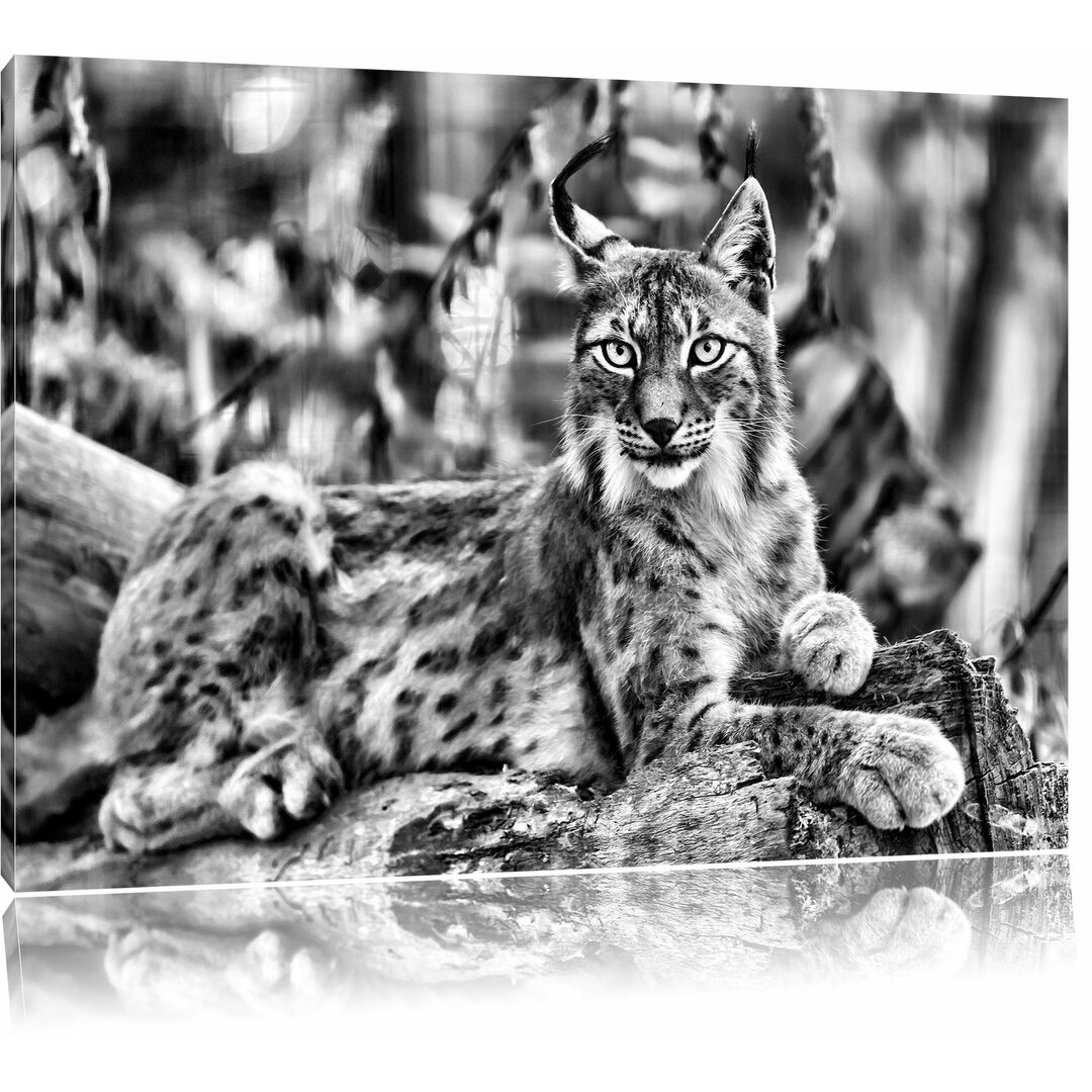 Leinwandbild Aufmerksamer Luchs in Monochrom