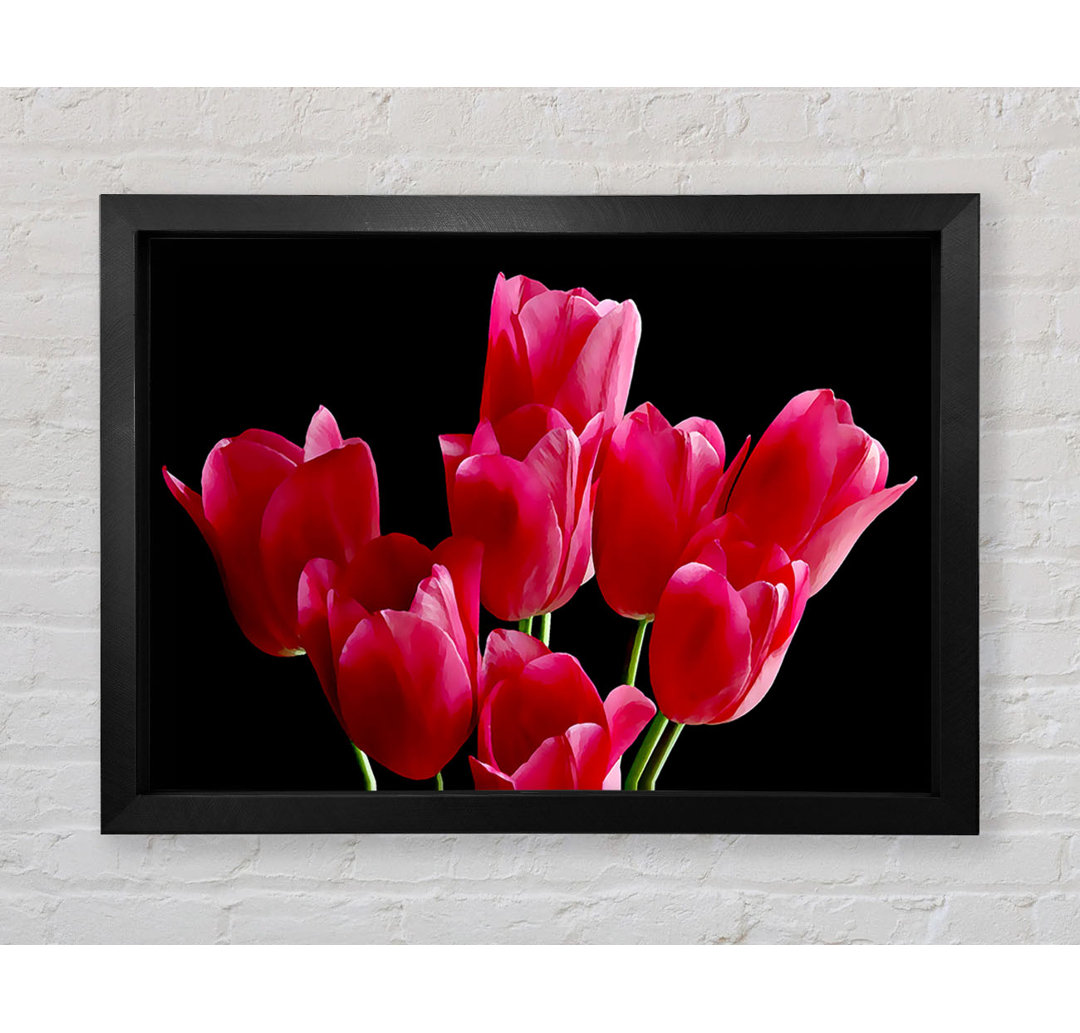 Blume Cerise Tulpen - Einzelner Bilderrahmen Kunstdrucke