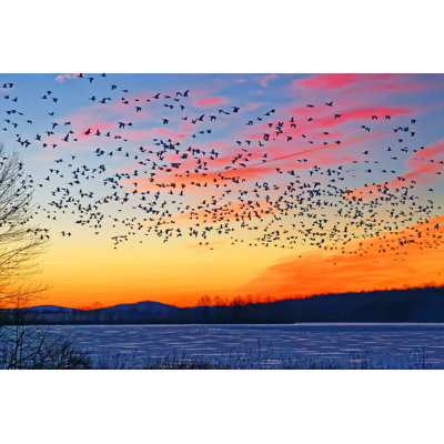Oies des neiges Eitan volant - photographie sur toile tendue