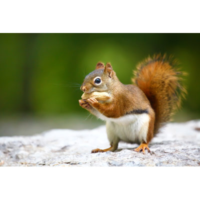Toronto Red Squirrel par Bukharova - Photographie sur toile tendue