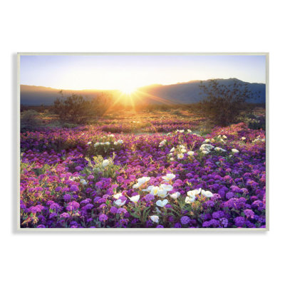 «Dune Wildflowers at Sunset», photographie