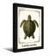 Reproduction d'art animaux, tortue de mer-2137389990-2137389984-2137389991
