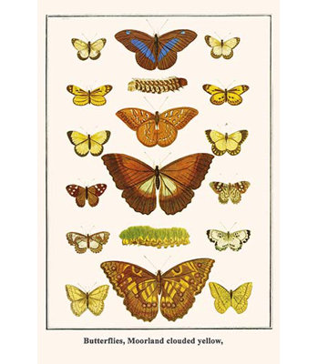 " Butterflies Moorland Clouded Yellow " by Albertus Seba
