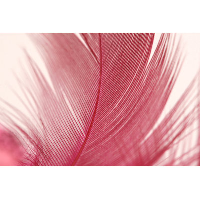 Feather Background by Mycan - Wrapped Canvas Print
