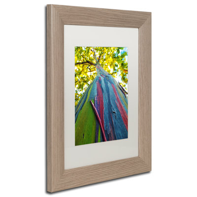 " Rainbow Eucalyptus Tree " by CATeyes