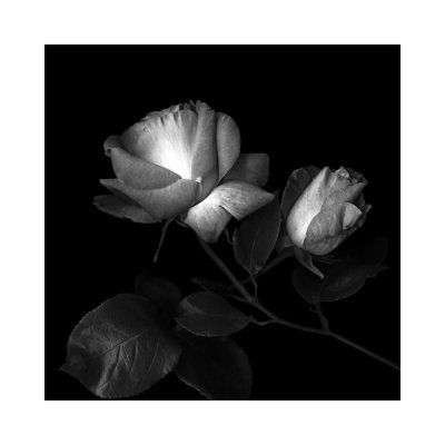 Two Roses Two Tones, B&W by Magda Indigo - Wrapped Canvas Print