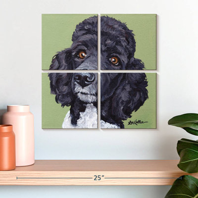 Brampt Standard Poodle Tommy