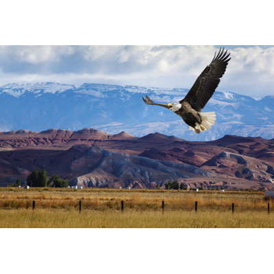 Bald Eagle - Wrapped Canvas Print