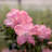 1 Gallon Autumn Debutante Encore Azalea - Reblooming Evergreen Shrub with Soft Pink Blooms