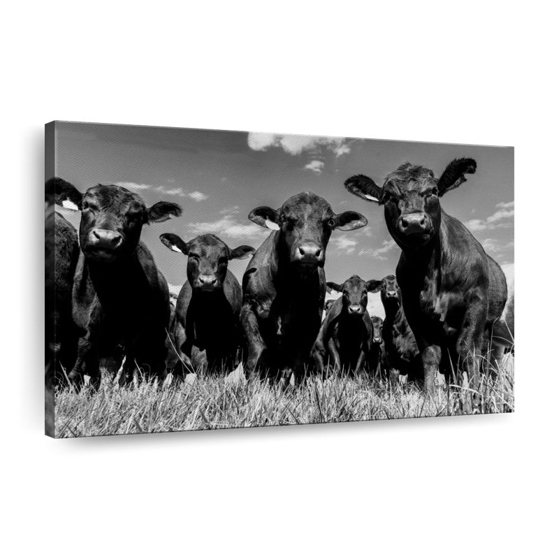«Monus Angus Cows» sur toile, H 8 po x l 12 po x P 1 po