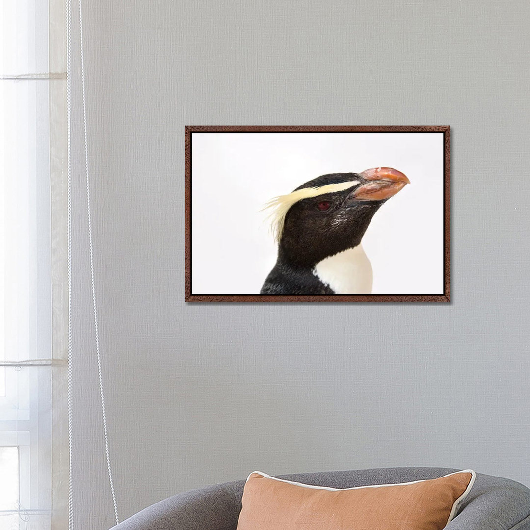 A Fiordland Penguin At The Taronga Zoo von Joel Sartore - Galerie-verpackte Leinwand Giclée auf Leinwand