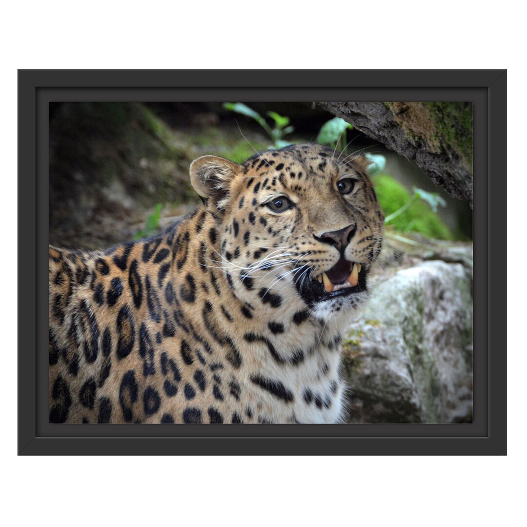 Gerahmtes Wandbild prachtvoller Leopard