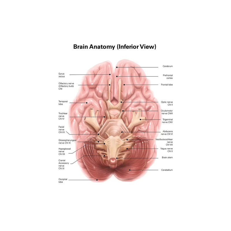 «Anatomy of Human Brain, Inferior View» par Alan Gesek - impression sur toile tendue, H 40 po x l 26 po x P 1,5 po